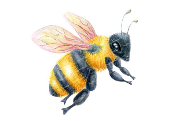 Bee Watercolor Painting Sublimation PNG